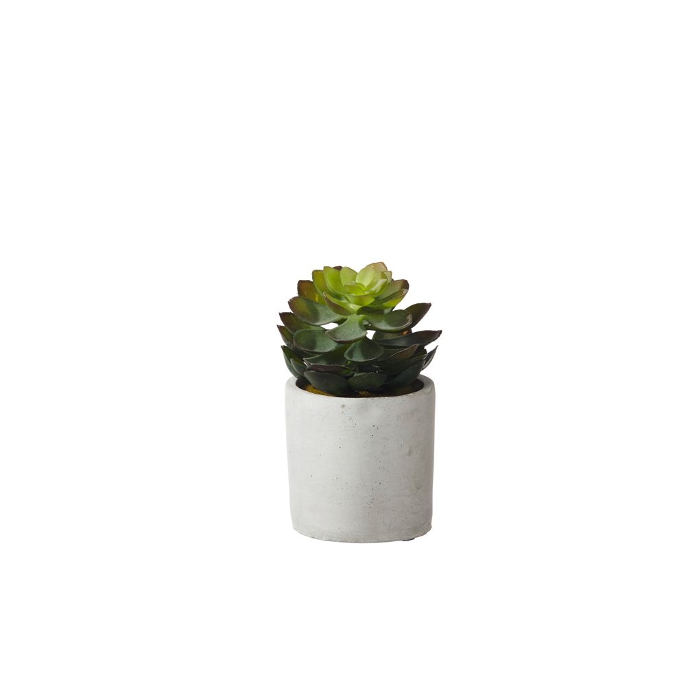 Green mini succulent in pot