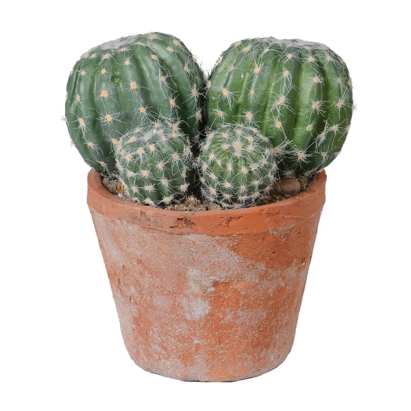 Green barrel cactus in terracotta garden pot 17x14