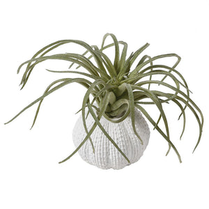 Green Tillandsia in pot 9x6